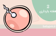 در هفته دوم بارداری در بدن شما چه می گذرد؟