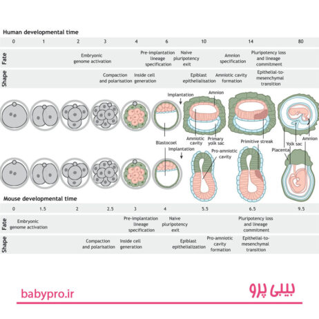 مراحل بارداری، مراحل رشد جنین، 