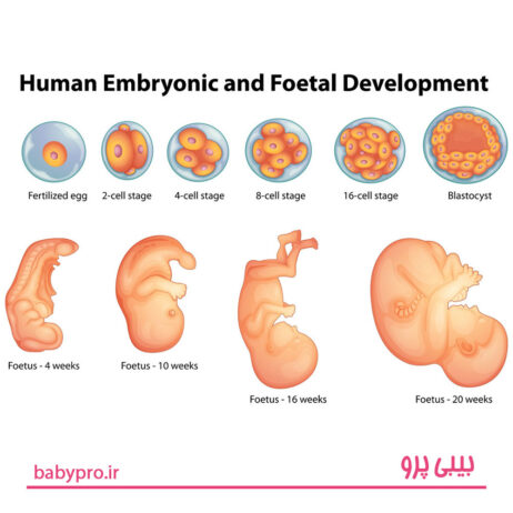 مراحل رشد جنین، بارداری، جنین