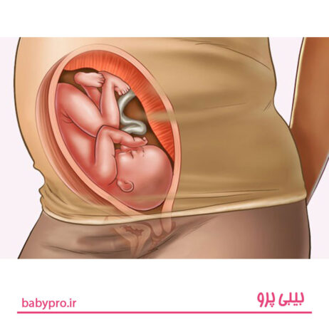 وضعیت جنین در هفته نوزدهم بارداری