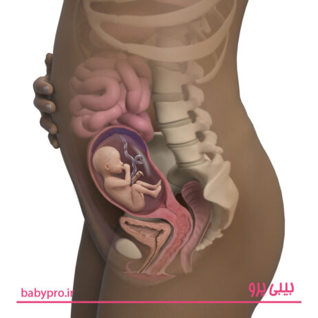 وضعیت جنین در هفته هجدهم بارداری