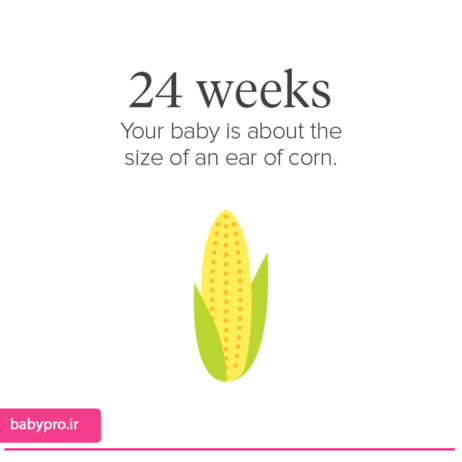 هفته بیست و چهارم بارداری جنینی به اندازه ذرت